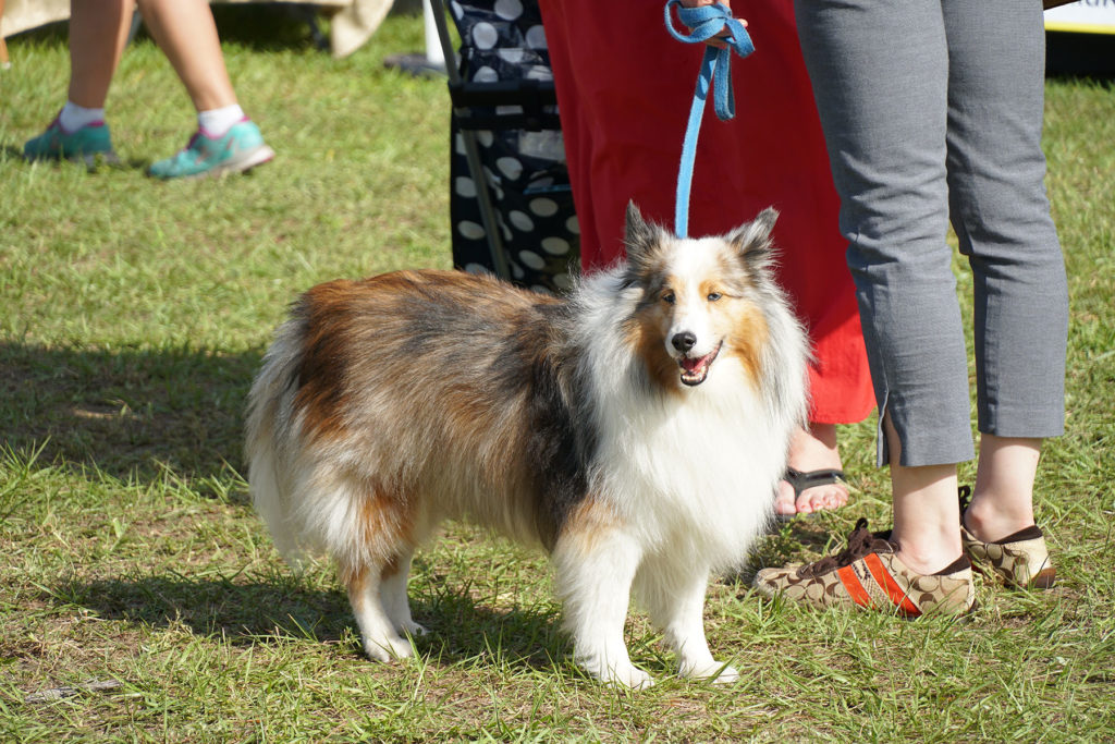_DSC07387
